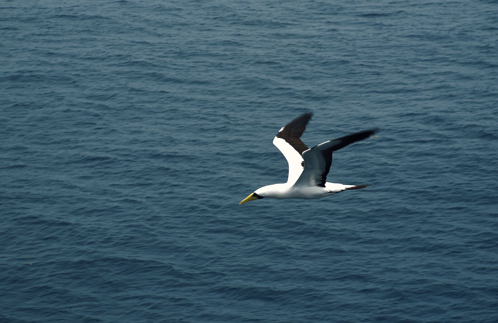 Nikon D750 sample photo. Seagull, bird, sea photography