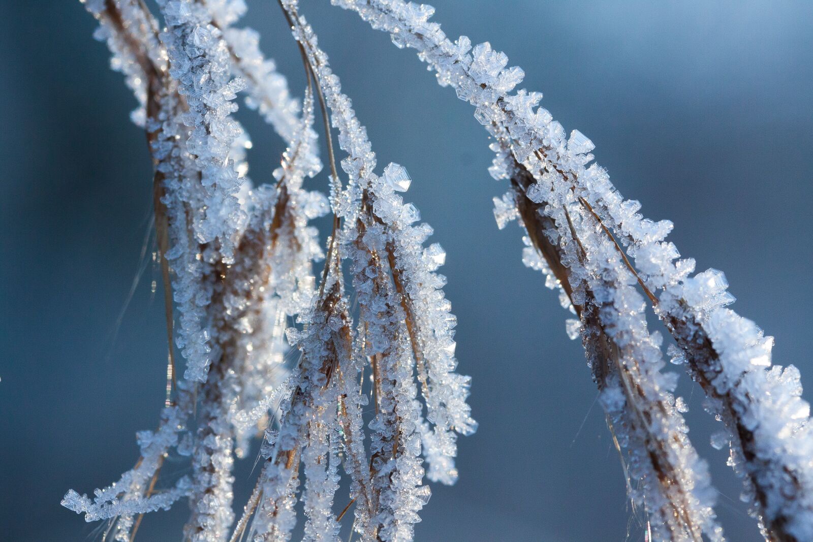 Canon EOS 50D + Canon EF-S 60mm F2.8 Macro USM sample photo. Hoarfrost, frost, winter photography