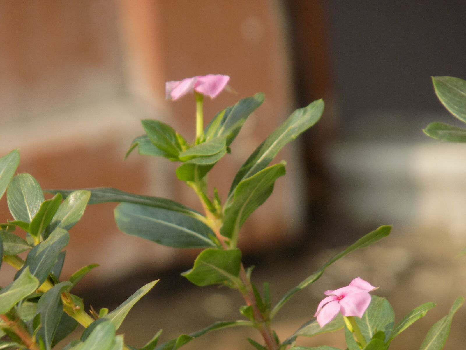 Nikon COOLPIX L330 sample photo. Beautiful, flowers photography