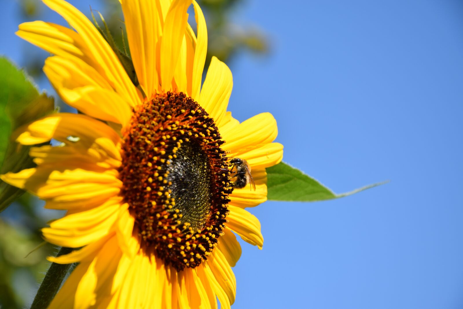 Nikon D5300 sample photo. Sunflower, honey bee, sprinkle photography