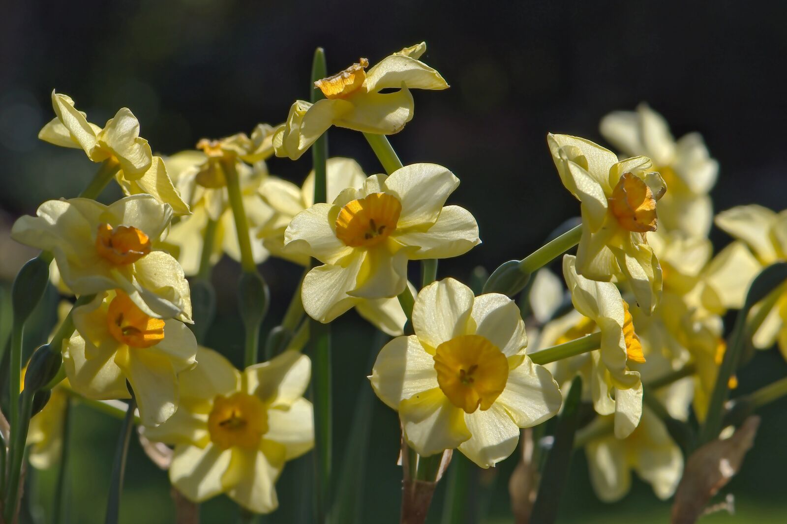 Nikon D5600 sample photo. Daffodils, spring, early bloomer photography