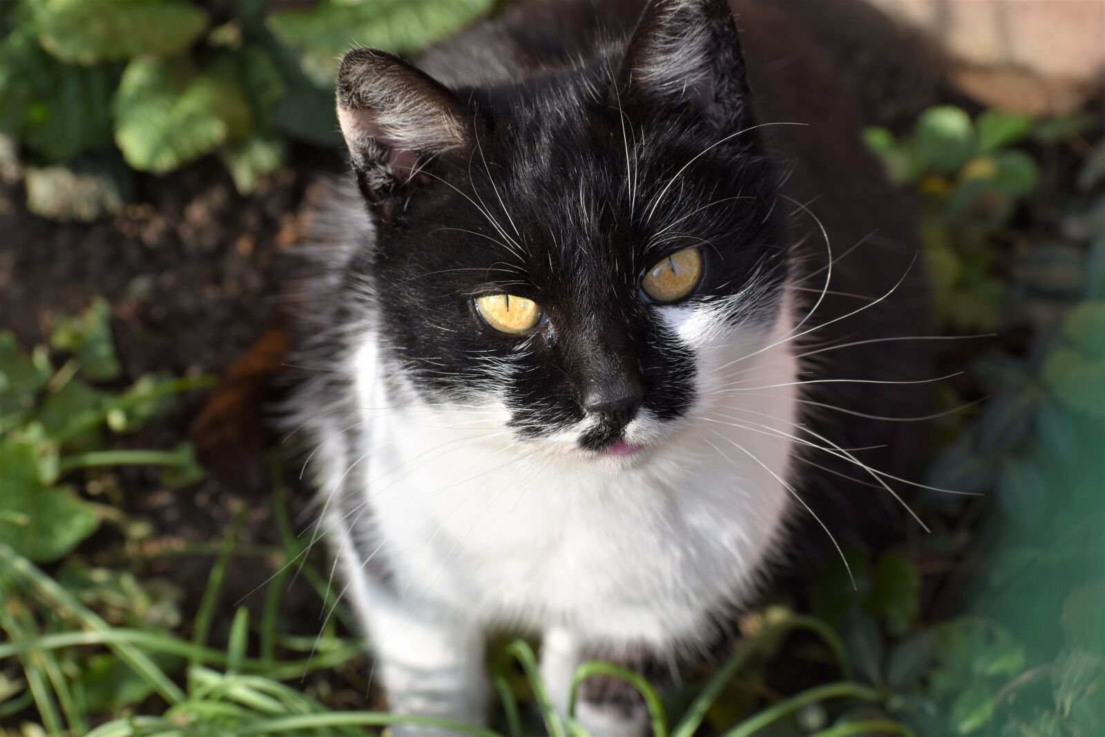 Nikon D3500 sample photo. Cat, portrait, animal photography