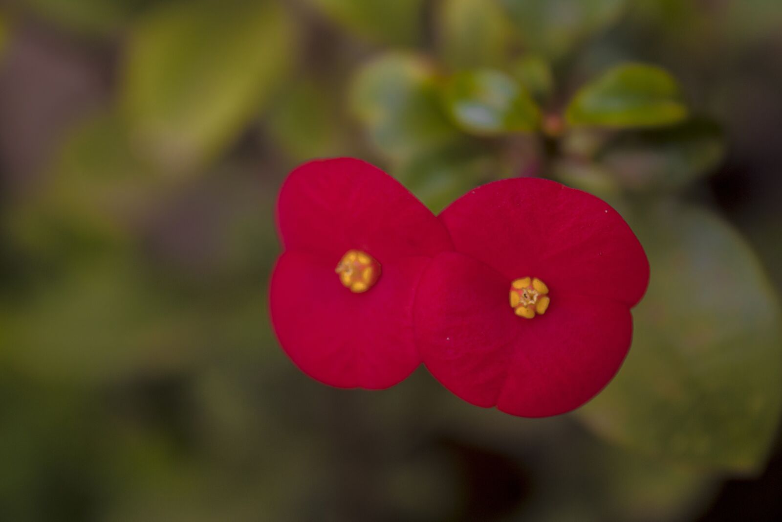 Canon EOS 1300D (EOS Rebel T6 / EOS Kiss X80) sample photo. Flower, nature, bokeh photography