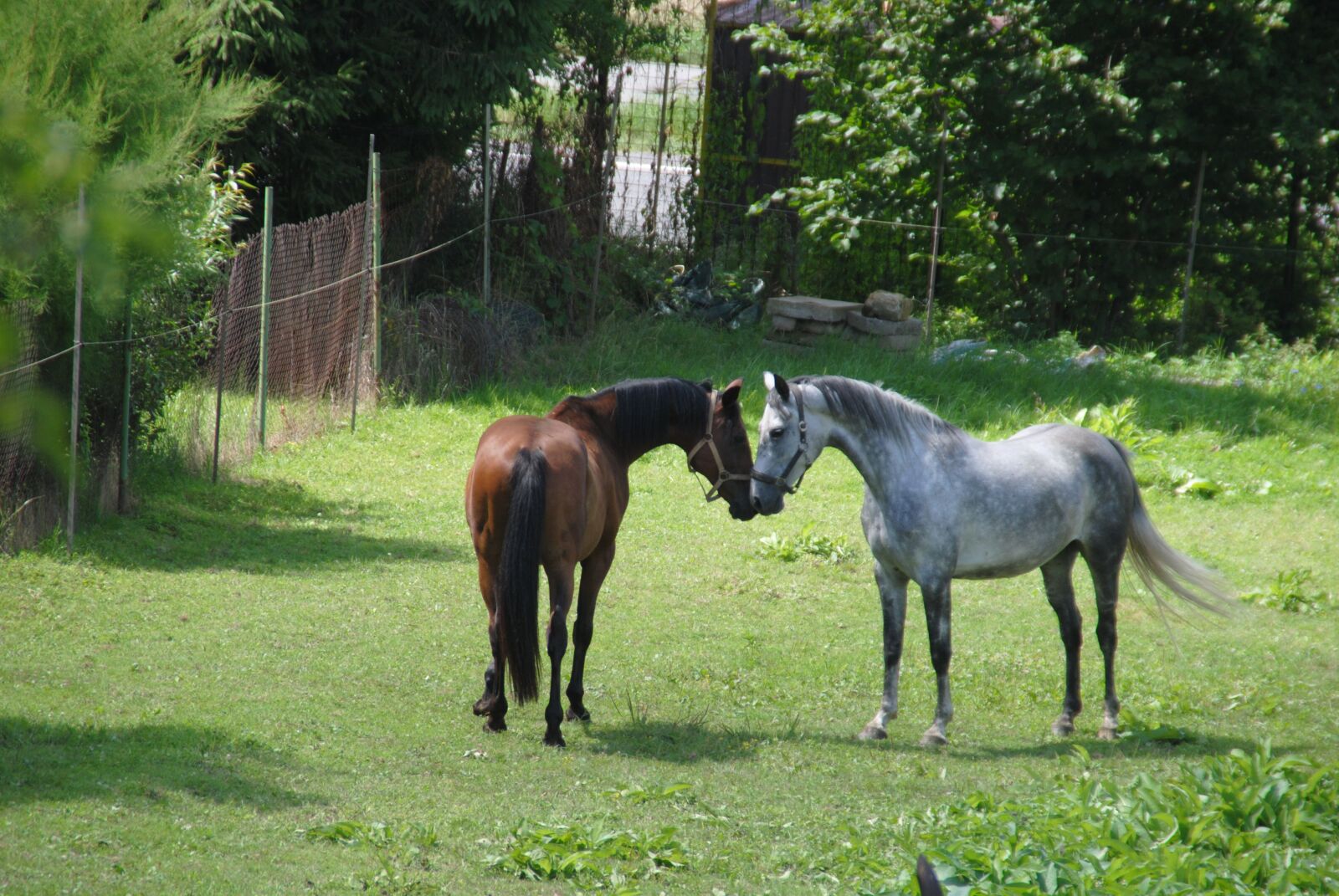 Nikon D3000 sample photo. Horses, horse, meeting photography