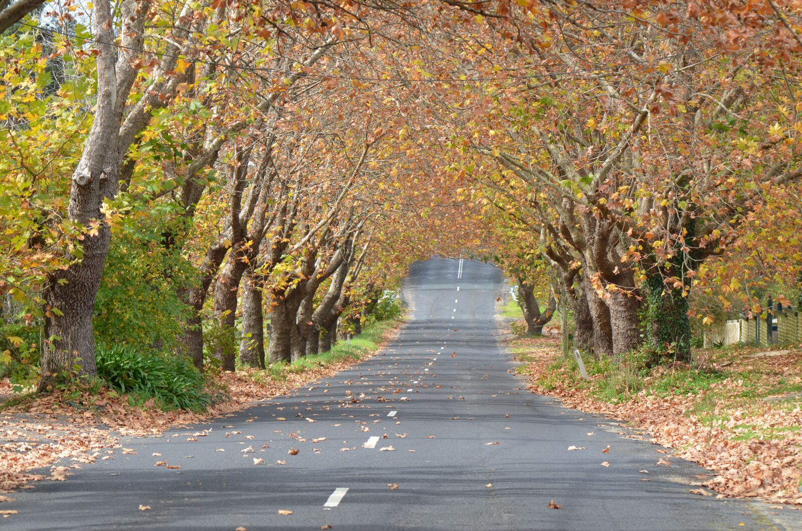 Nikon D7000 sample photo. Autumn, landscape, leaves photography