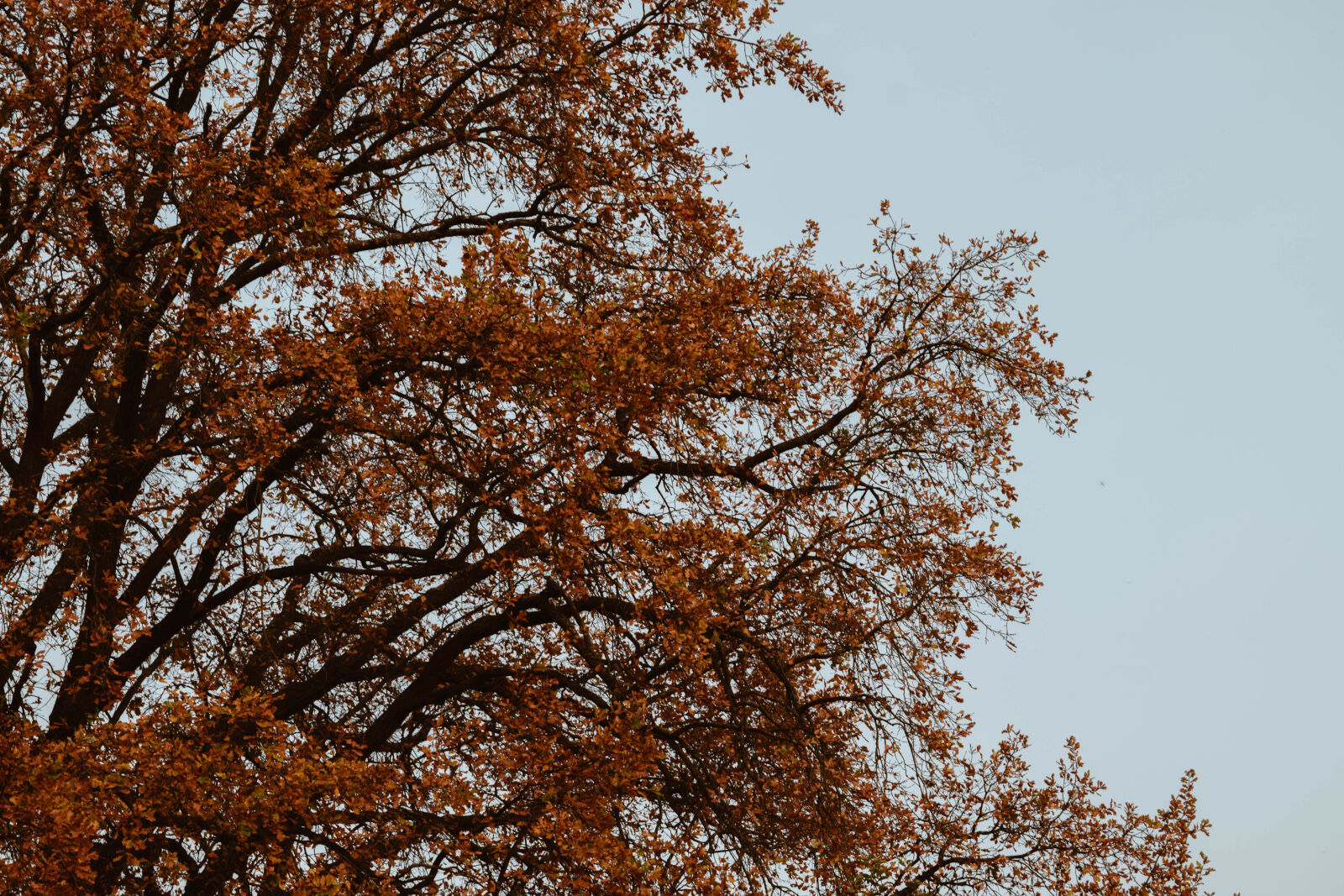 Nikon D3300 sample photo. Autumn, autumn, leaves, branches photography