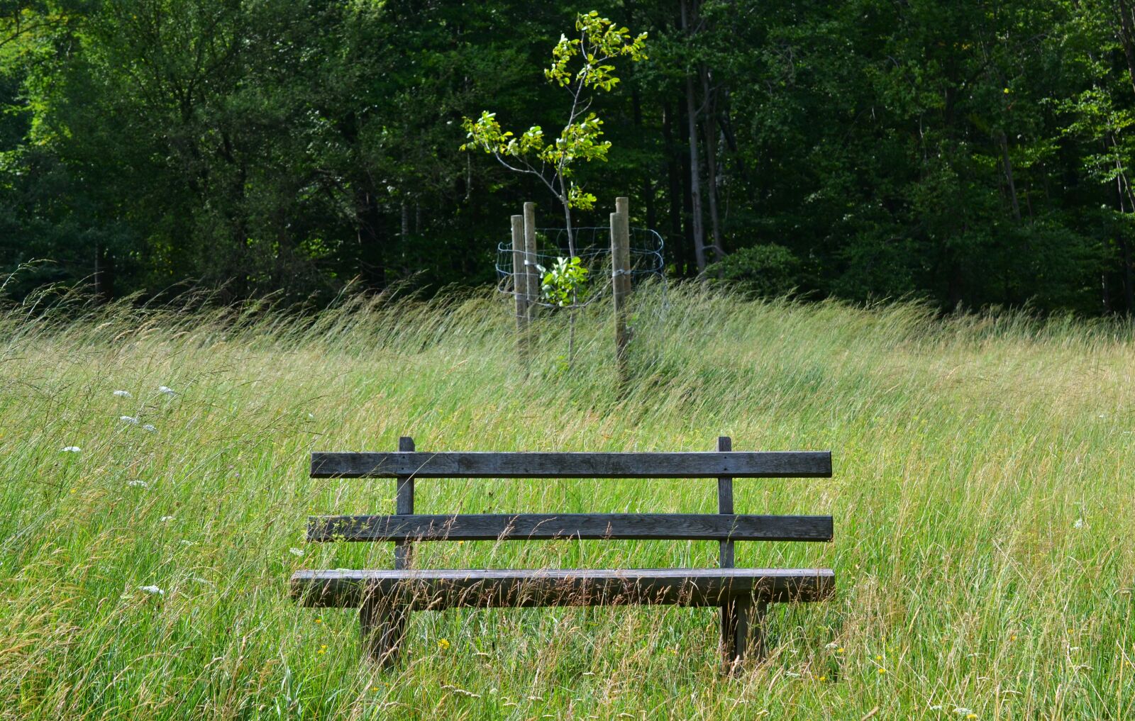 Nikon D3100 sample photo. Park bench, grass, sit photography