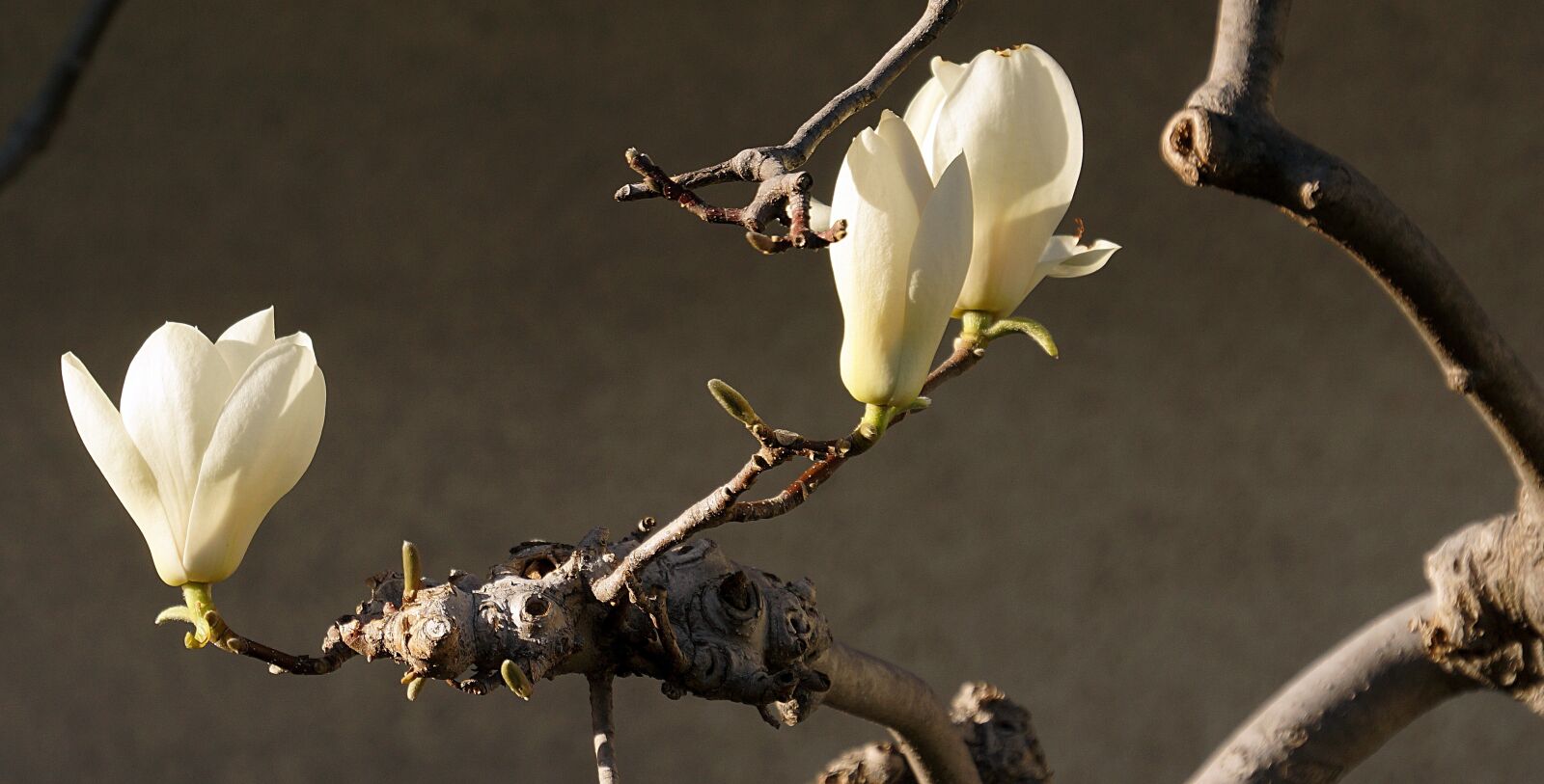 Sony Alpha NEX-7 sample photo. Cherry, blossom, spring photography