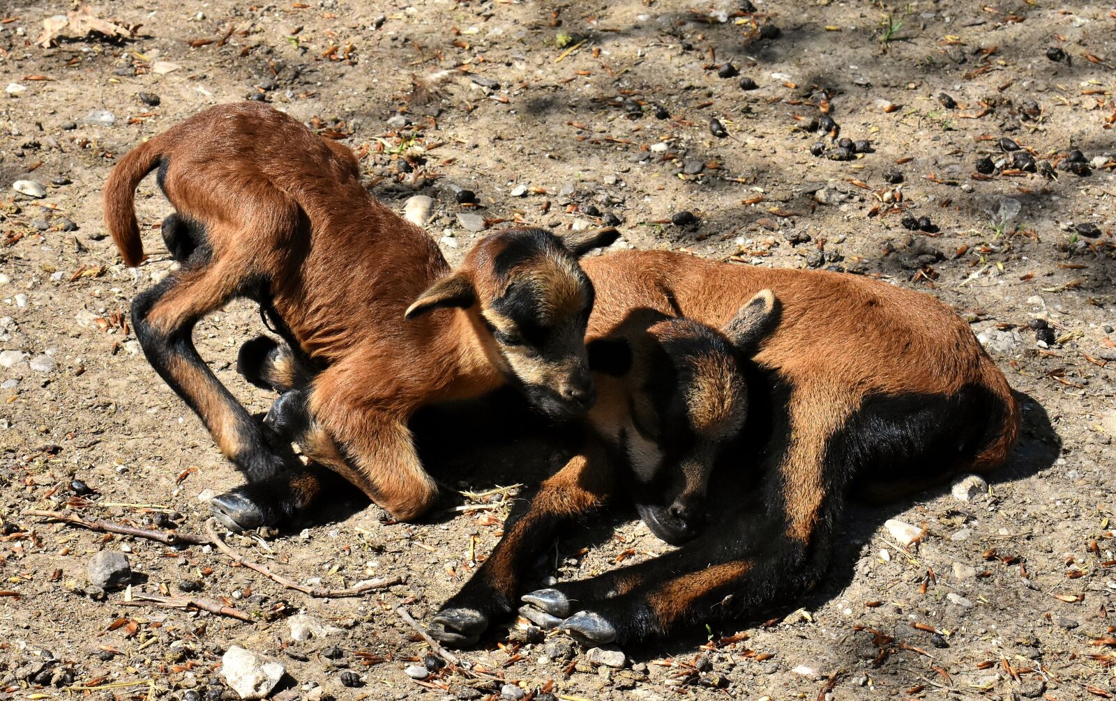 Nikon D7200 sample photo. Sheep, reborn, young animal photography