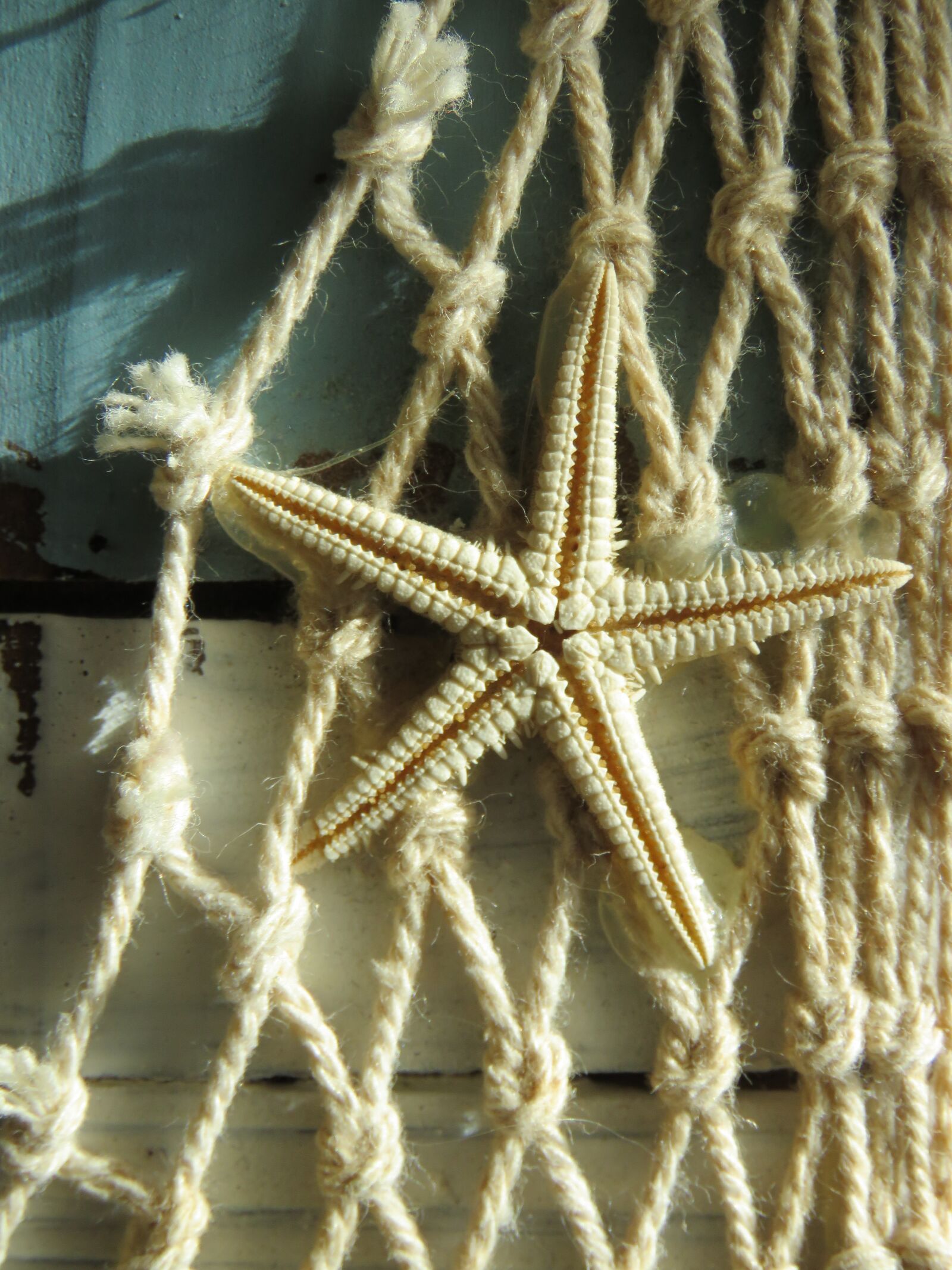 Canon PowerShot SX60 HS sample photo. Just, starfish, wood photography