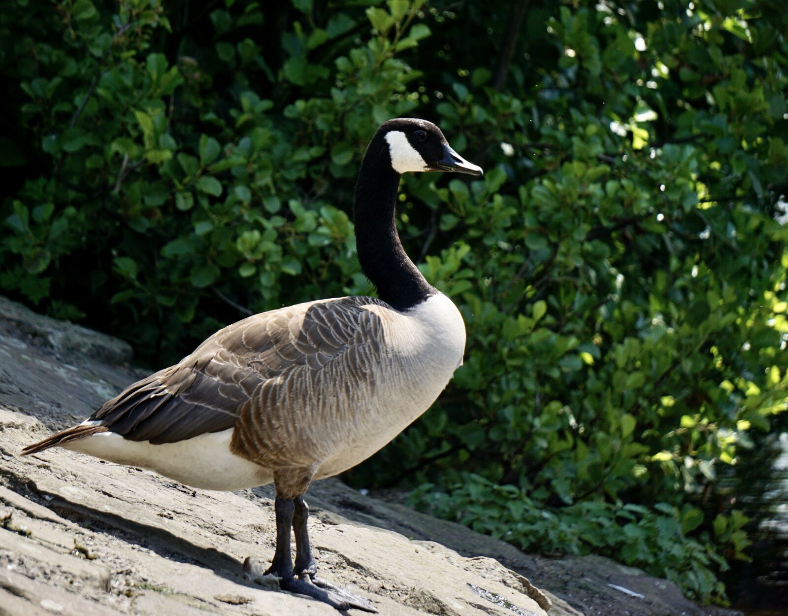 Sony a6000 + Sony E 55-210mm F4.5-6.3 OSS sample photo. Canada goose, goose, nature photography
