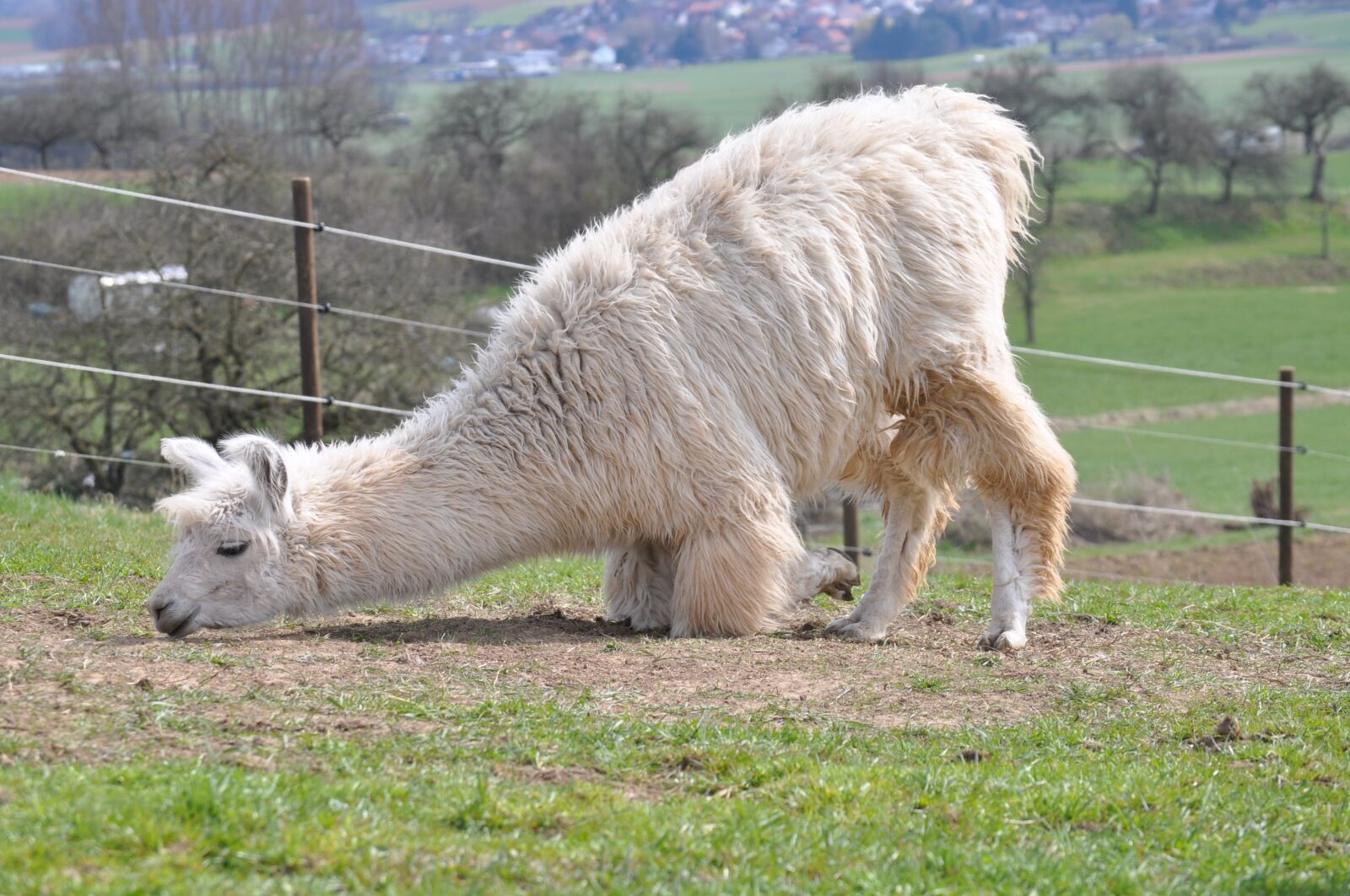 Nikon D5000 sample photo. Lama, alpaca, hairy photography