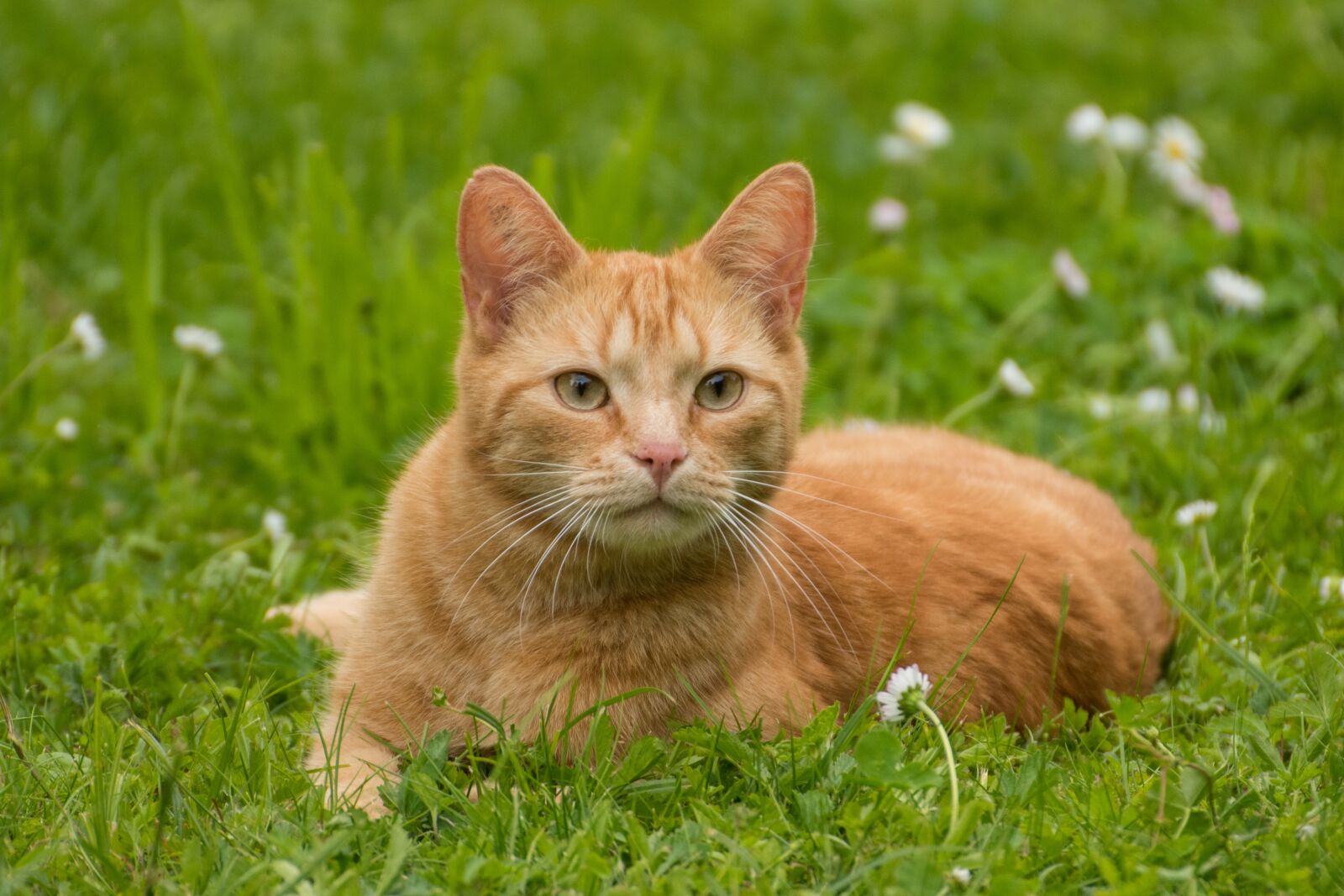 Nikon D5500 sample photo. Cat, red, pet photography