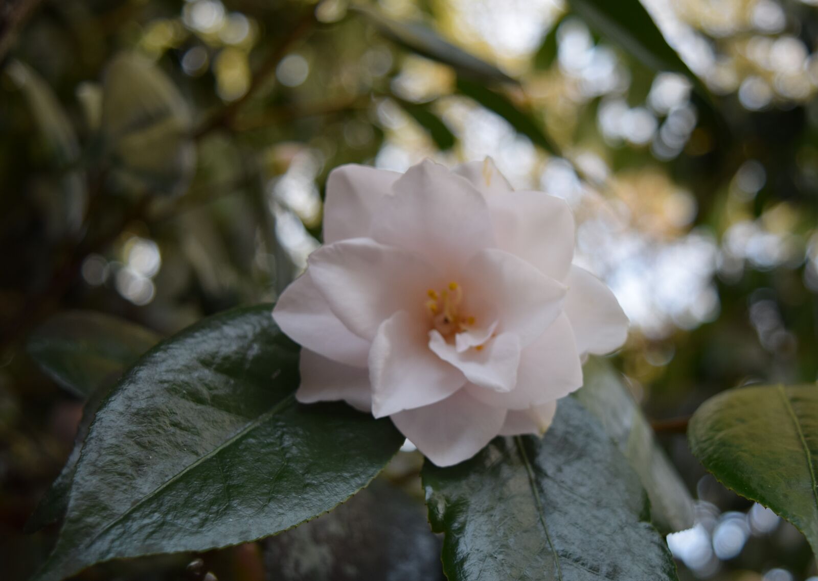 Nikon D5300 sample photo. Flowers photography