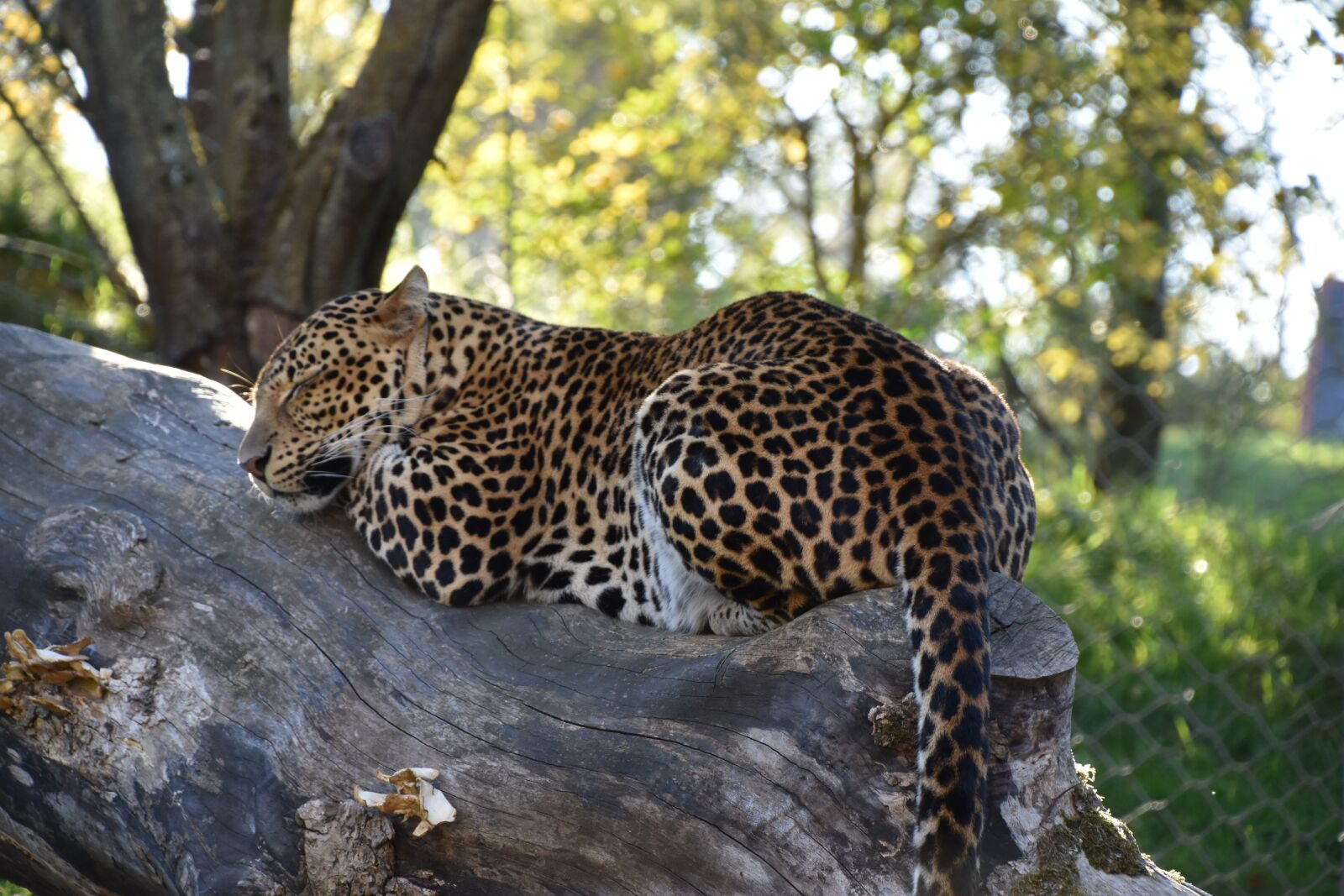 Nikon D5600 sample photo. Leopard, nature, close up photography