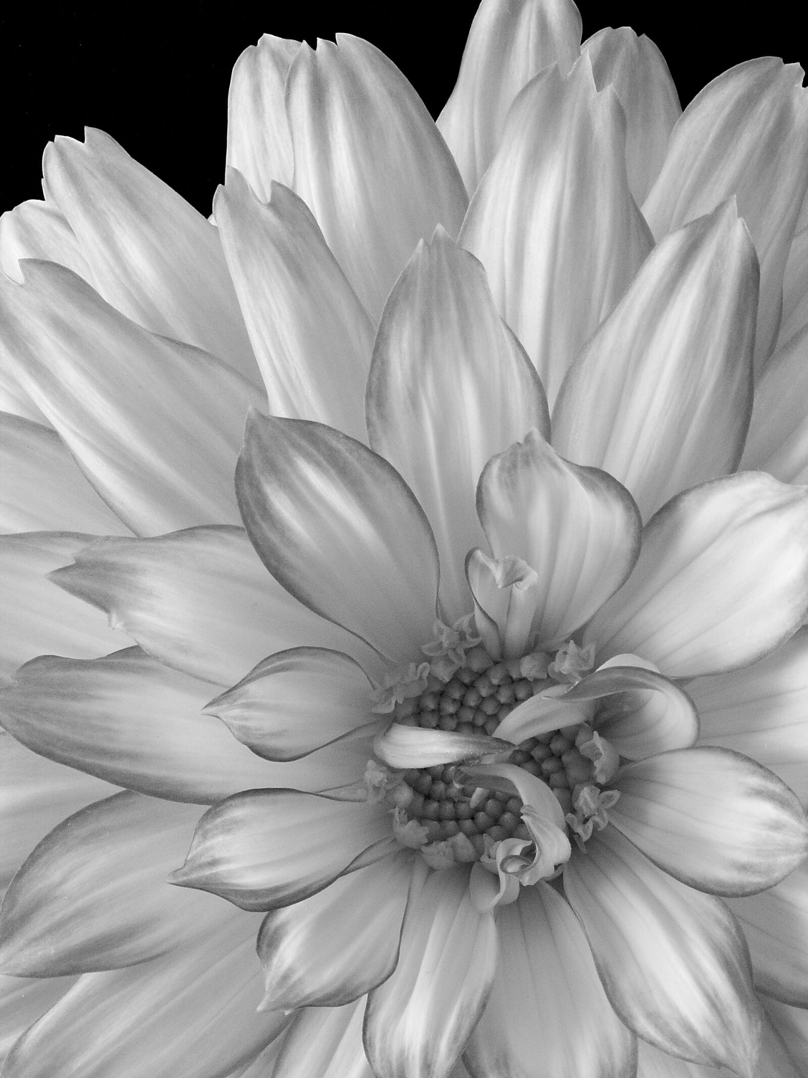 KONICA MINOLTA DiMAGE Z5 sample photo. Dahlia, flower, black and photography
