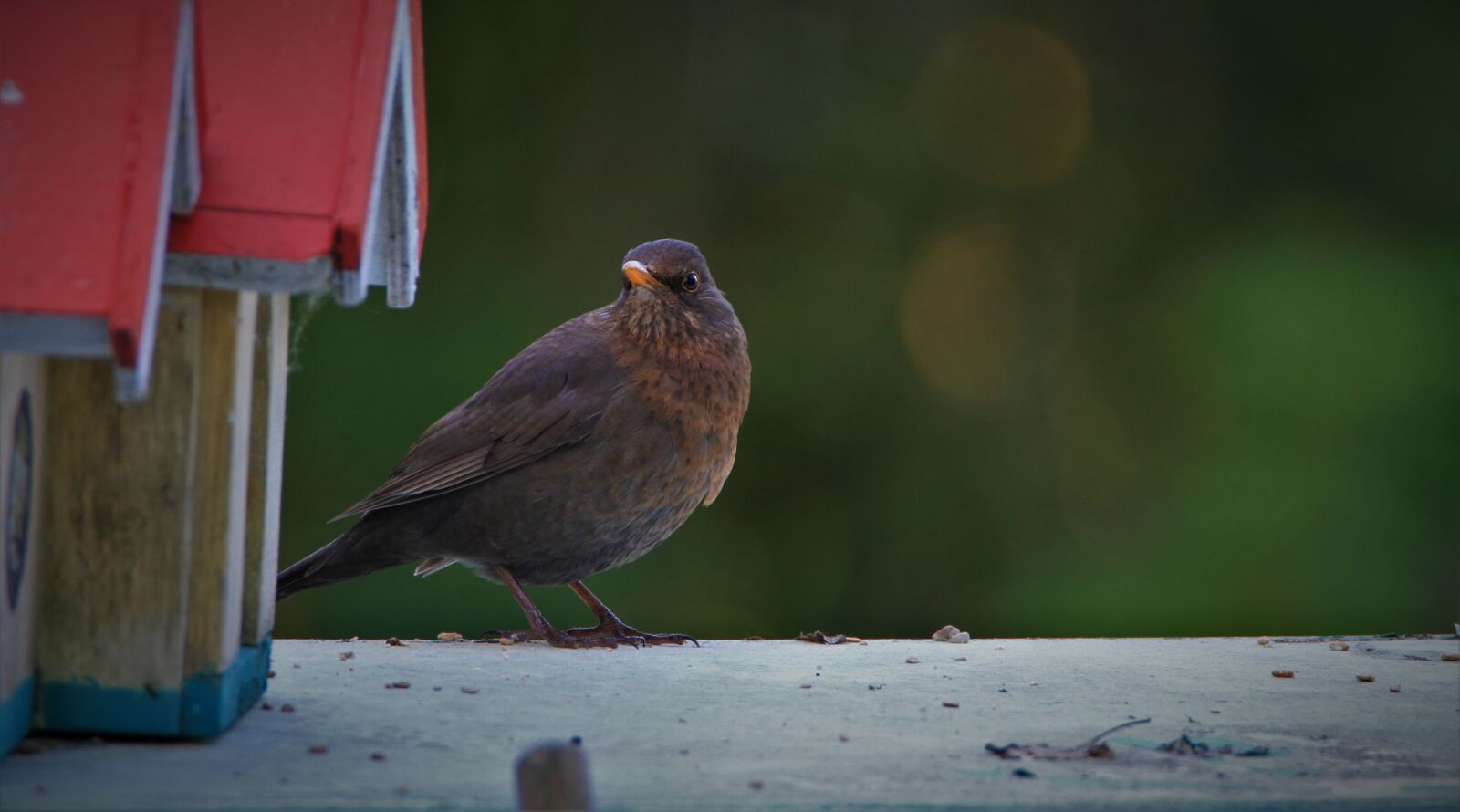 Tamron SP 150-600mm F5-6.3 Di VC USD sample photo. Blackbird, bird, songbird photography