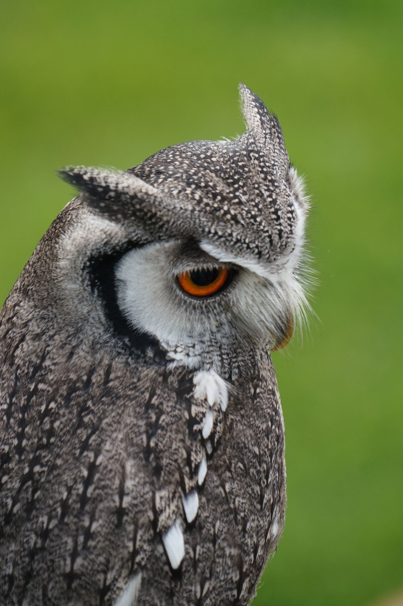 Sony E 18-200mm F3.5-6.3 OSS sample photo. Owl, bird, head owl photography