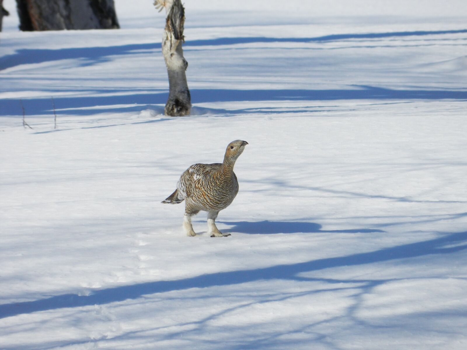 Nikon Coolpix P500 sample photo. Glukharka, bird, forest chicken photography