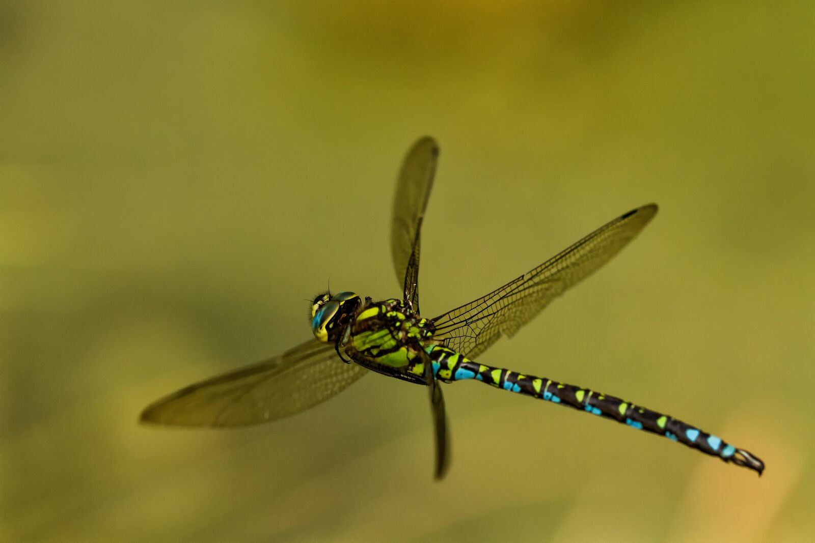 Canon EOS 7D + Canon EF 100mm F2.8L Macro IS USM sample photo. Dragonfly, insect, nature photography