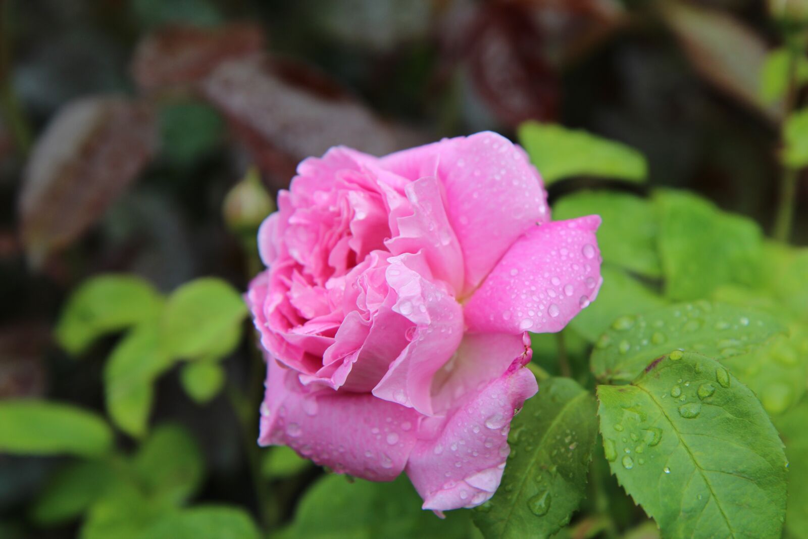 Canon EOS 600D (Rebel EOS T3i / EOS Kiss X5) sample photo. Pink, pink rose, rosebush photography