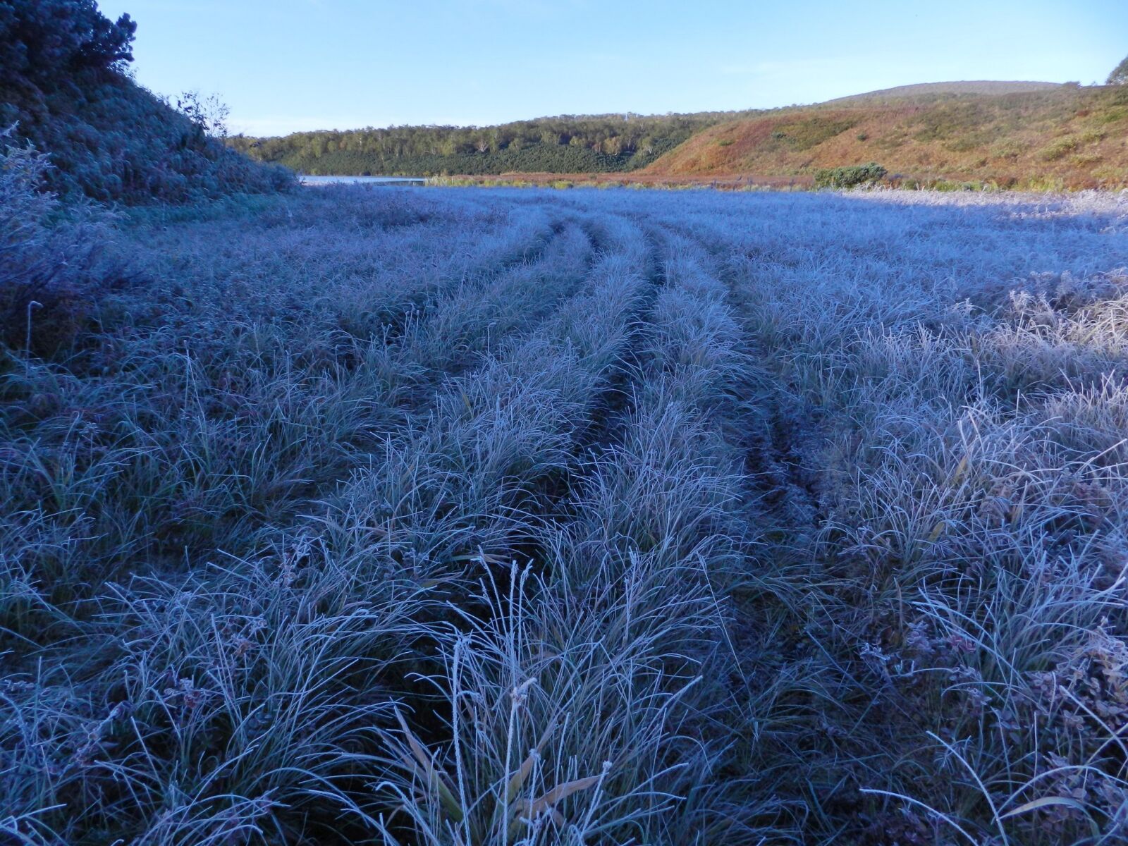 Nikon Coolpix P500 sample photo. The first frost, early photography