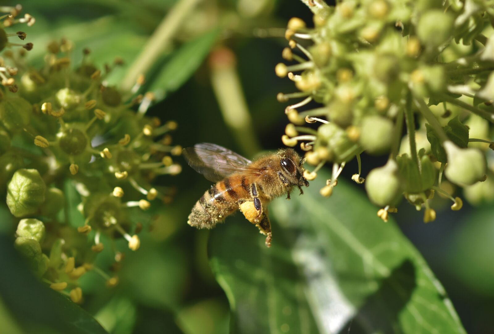 Nikon D7200 sample photo. Bee, insect, entomology photography