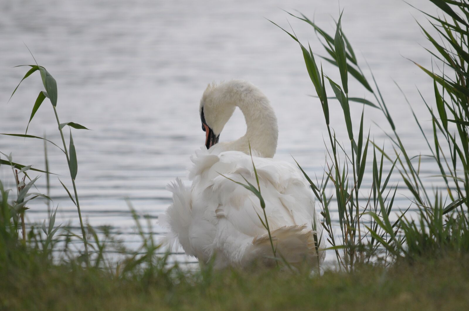 Nikon D300 sample photo. Lake neusiedl, burgenland, swan photography