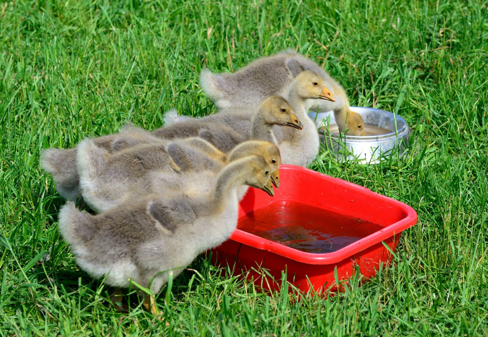 Nikon D610 sample photo. Goslings, geese, chicks photography