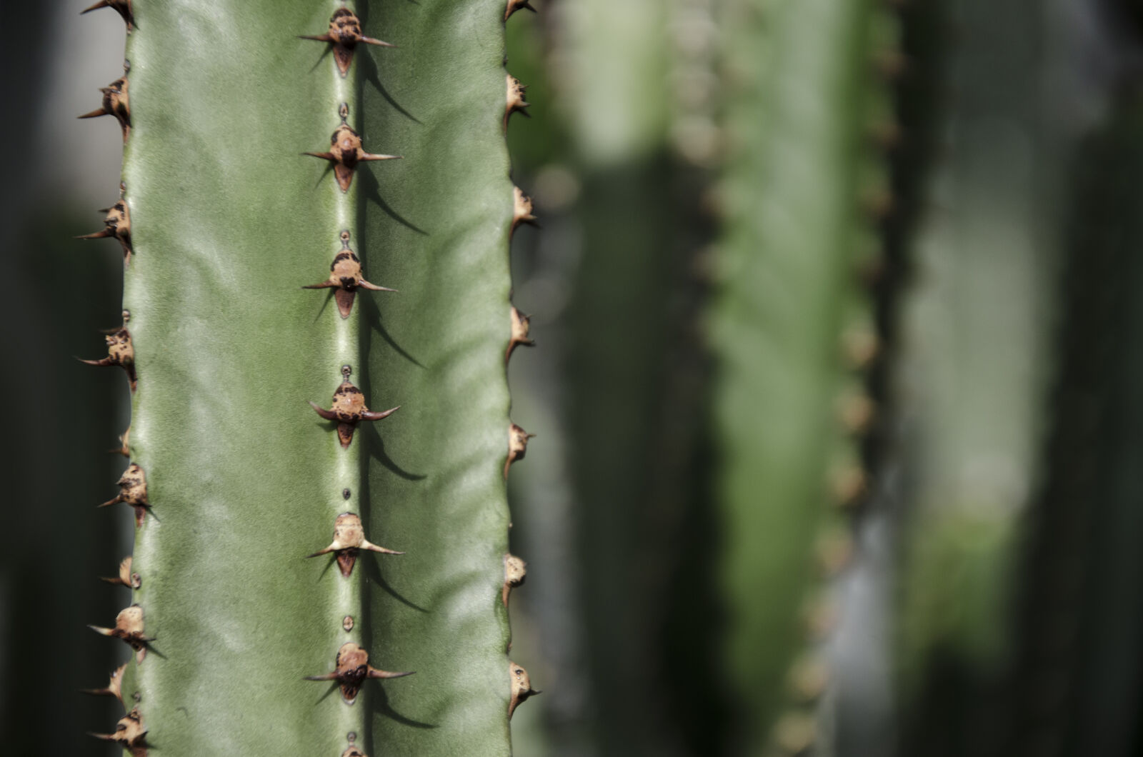 Nikon D7000 sample photo. Cactus, cactus, plant, nature photography