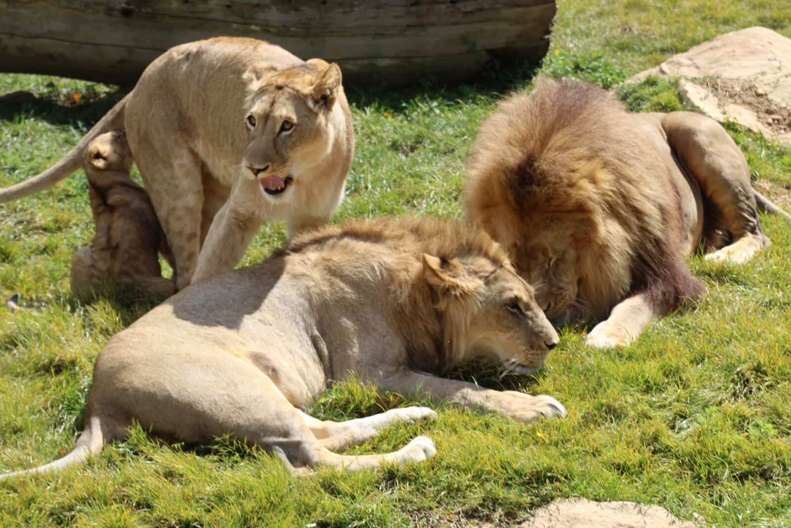 Canon EOS 1300D (EOS Rebel T6 / EOS Kiss X80) sample photo. Lion, animals, feline photography