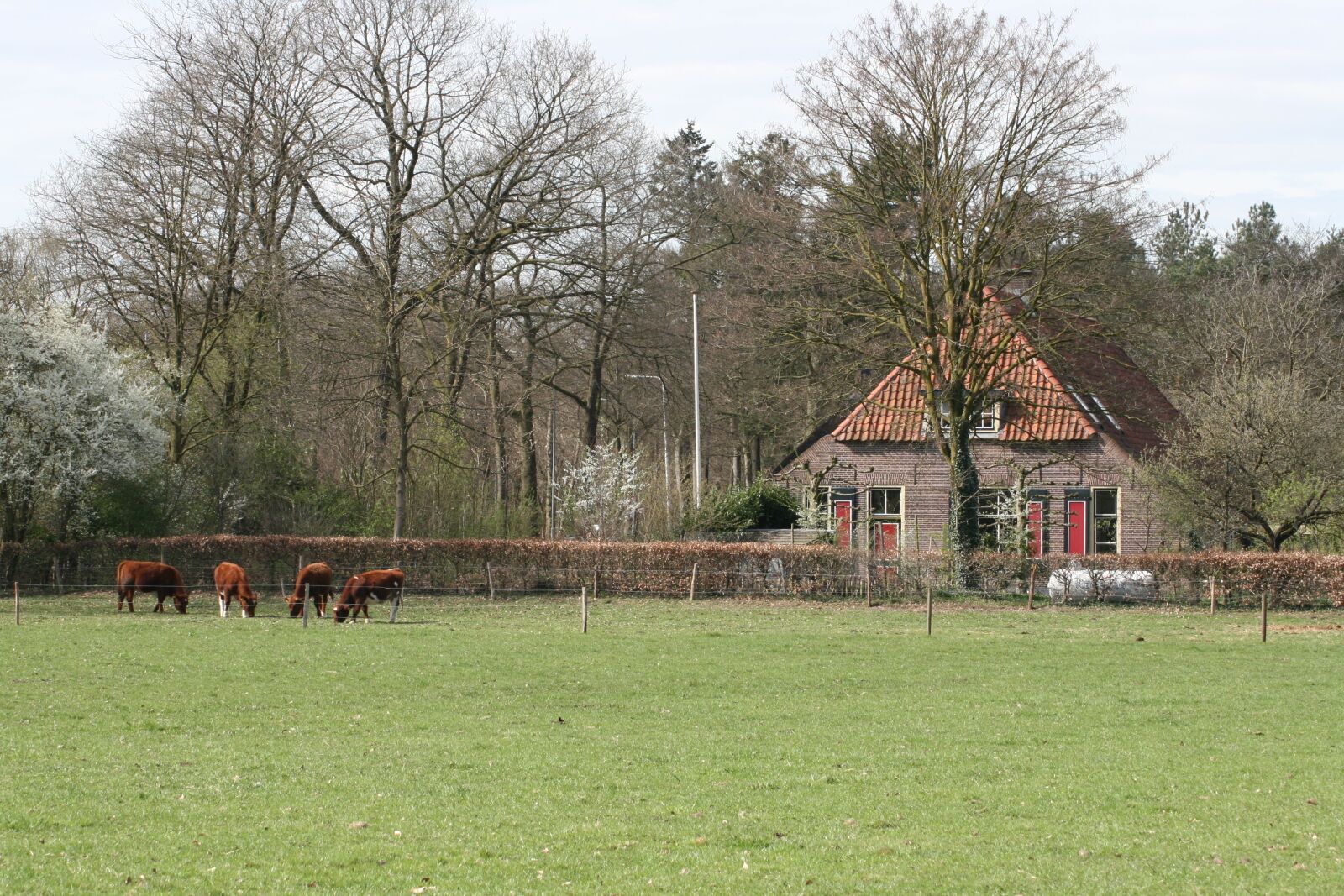 Canon EOS 400D (EOS Digital Rebel XTi / EOS Kiss Digital X) sample photo. Farm, netherlands, countryside photography