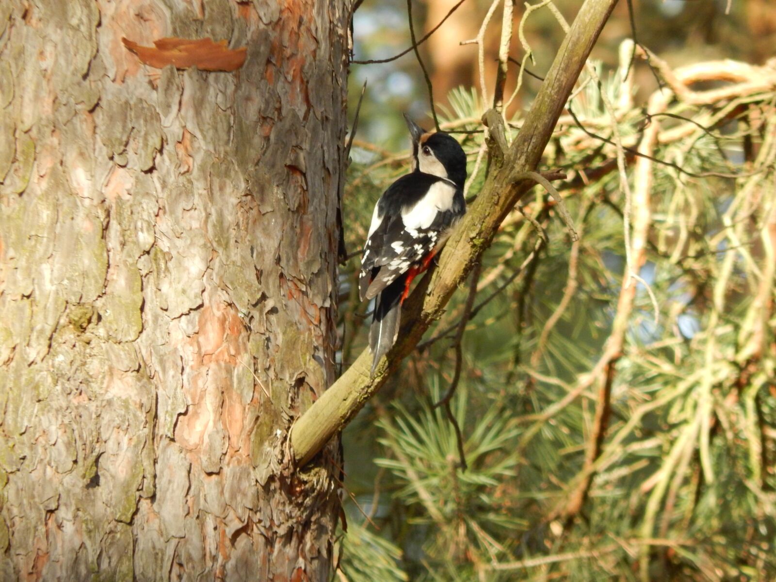 Nikon Coolpix L820 sample photo. Woodpecker, bird, pine photography