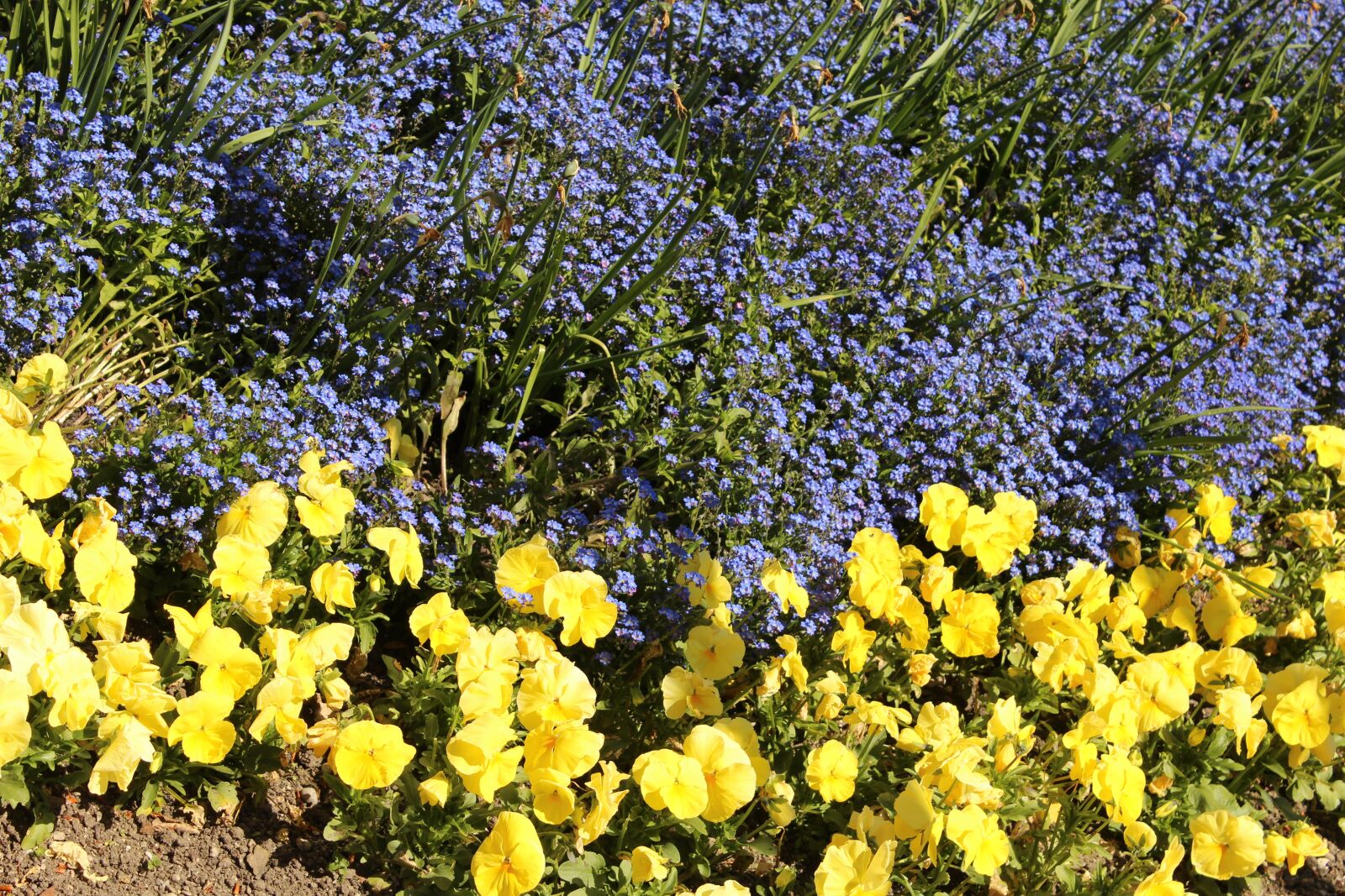 Canon EOS 600D (Rebel EOS T3i / EOS Kiss X5) sample photo. Yellow, purple, flower photography