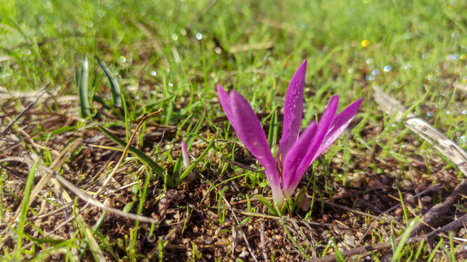 HUAWEI CLT-L09 sample photo. Saffron flower, rocio, nature photography