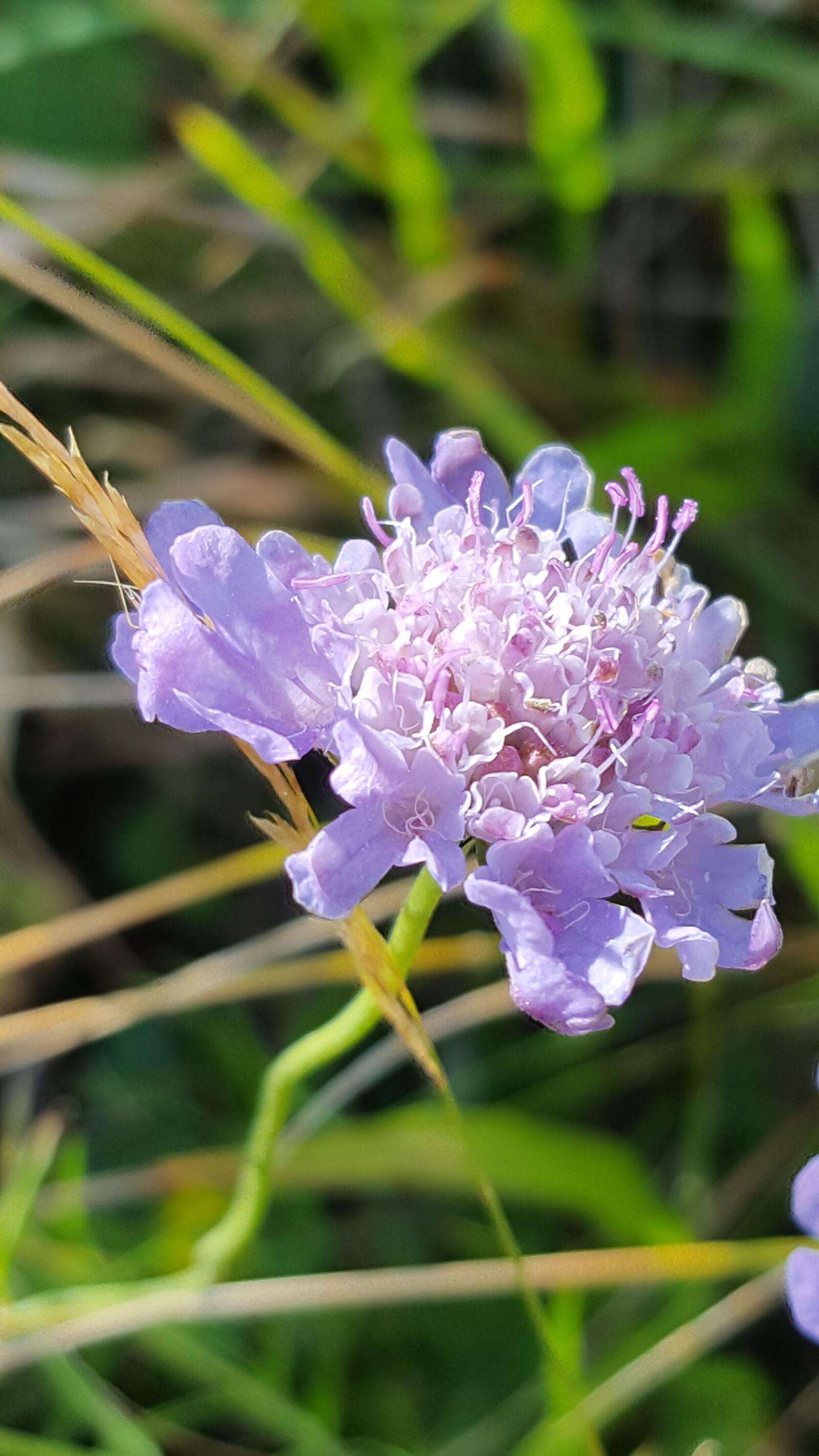 Samsung Galaxy S6 sample photo. Cornflower, summer, flower photography