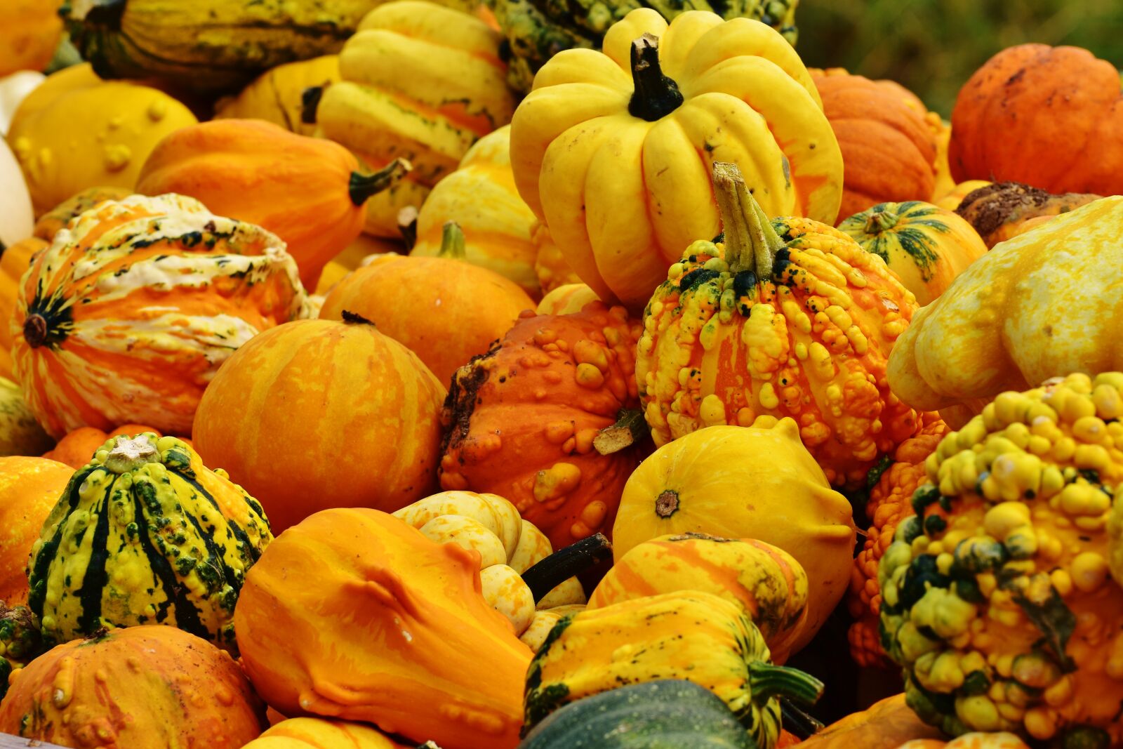 Nikon D7200 sample photo. Pumpkins, autumn, autumn decoration photography