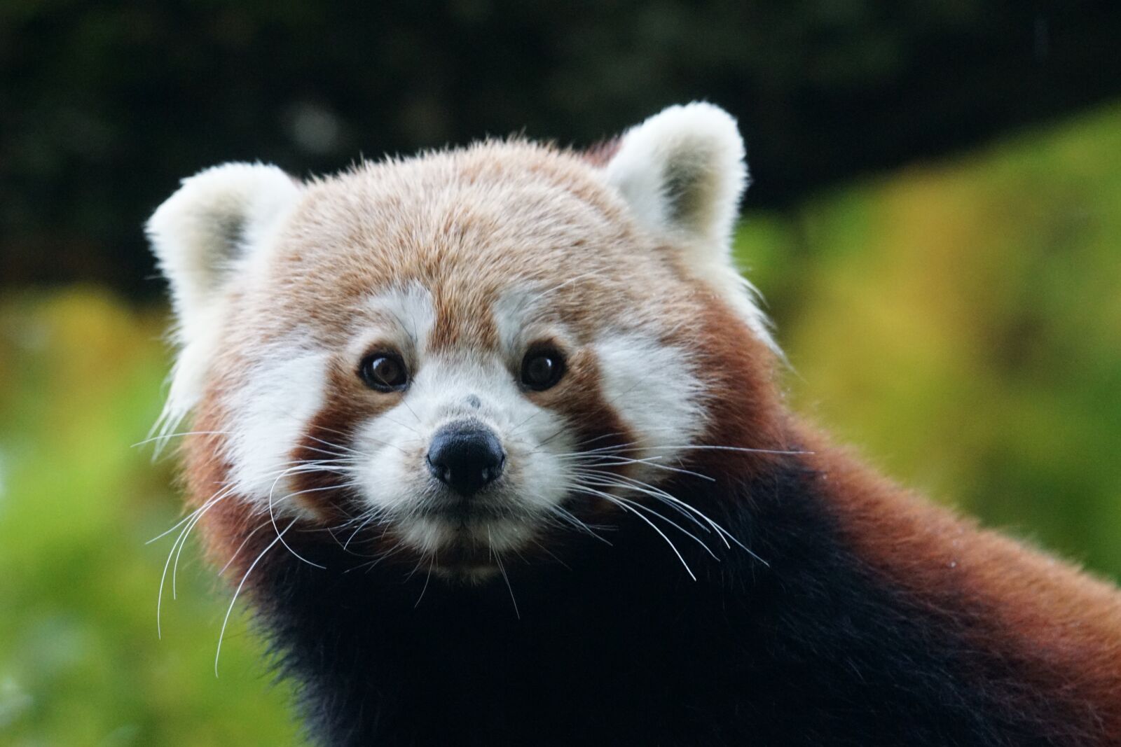 Sony 70-400mm F4-5.6 G SSM sample photo. Panda, red panda, ailurus photography