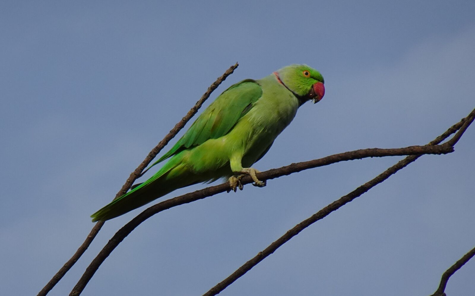 Sony DSC-WX800 sample photo. Bird, parakeet, green photography