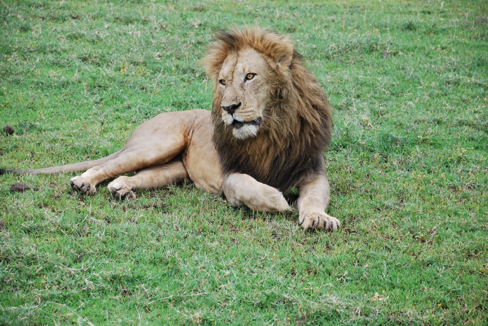 Nikon D60 sample photo. Tiger, wild, panther photography