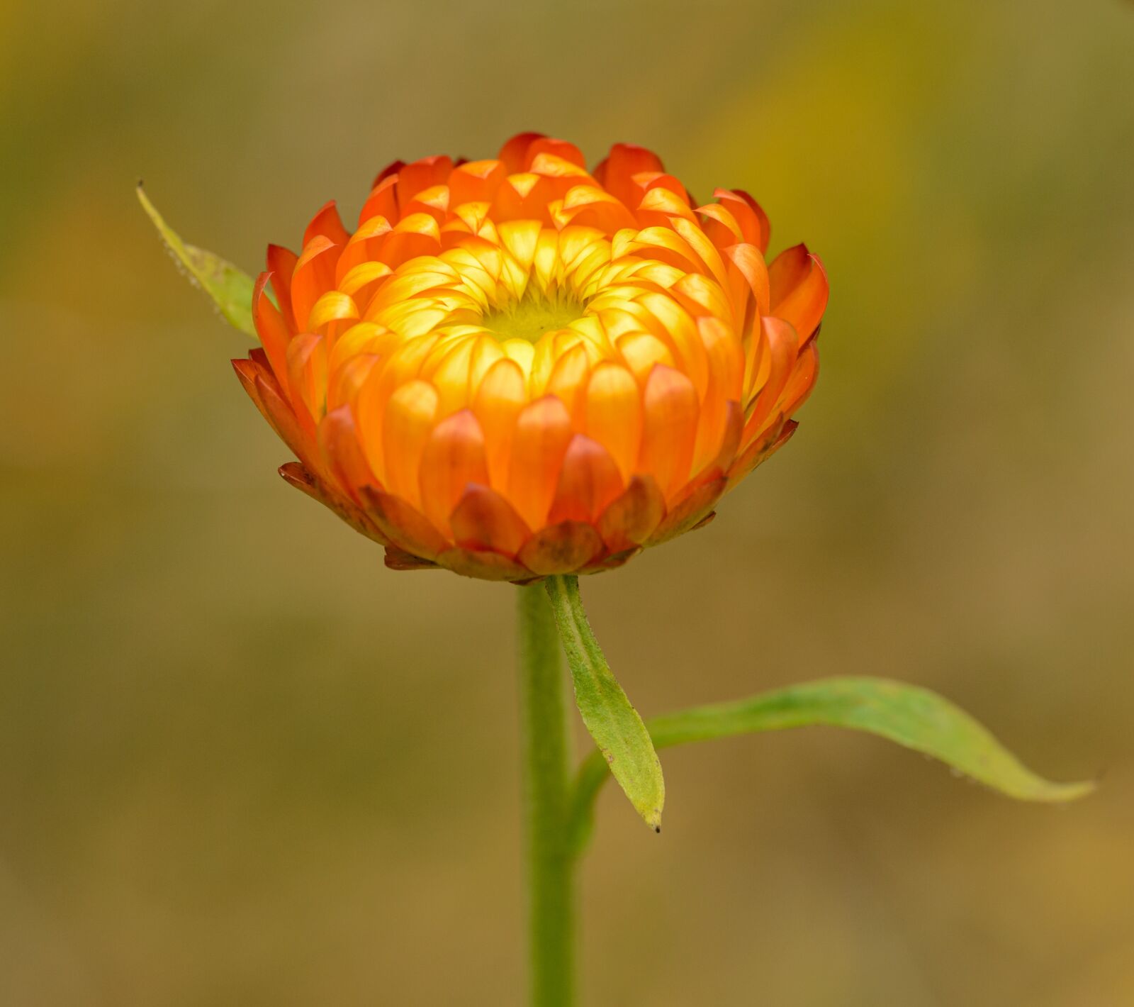Nikon D800E sample photo. Immortelle, flower, orange photography