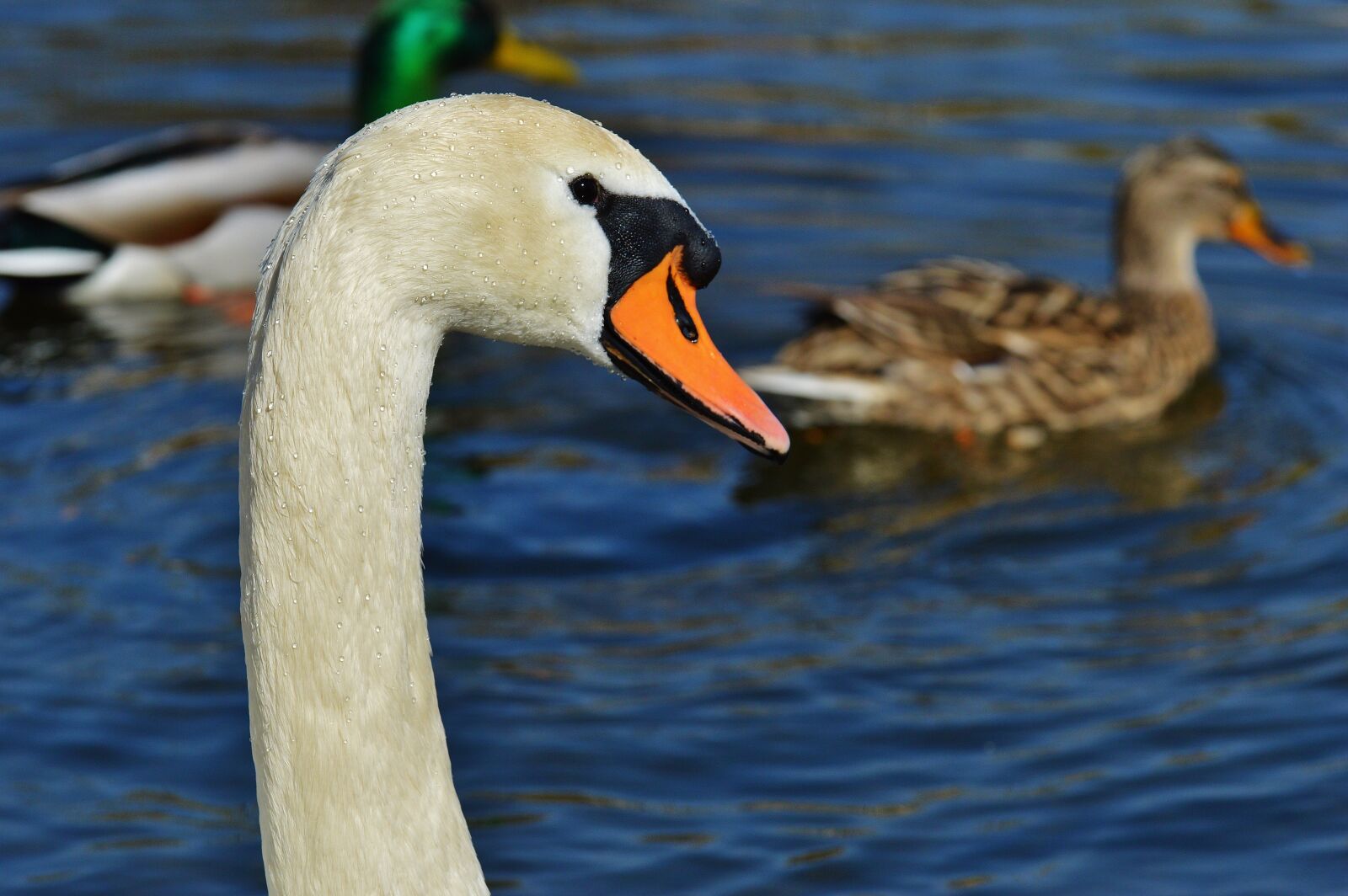 Nikon D3200 sample photo. Swan, water bird, animal photography