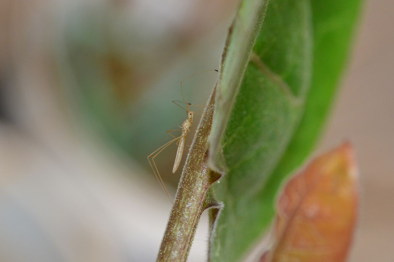 Nikon D5200 sample photo. African, thread bug, metacanthus photography