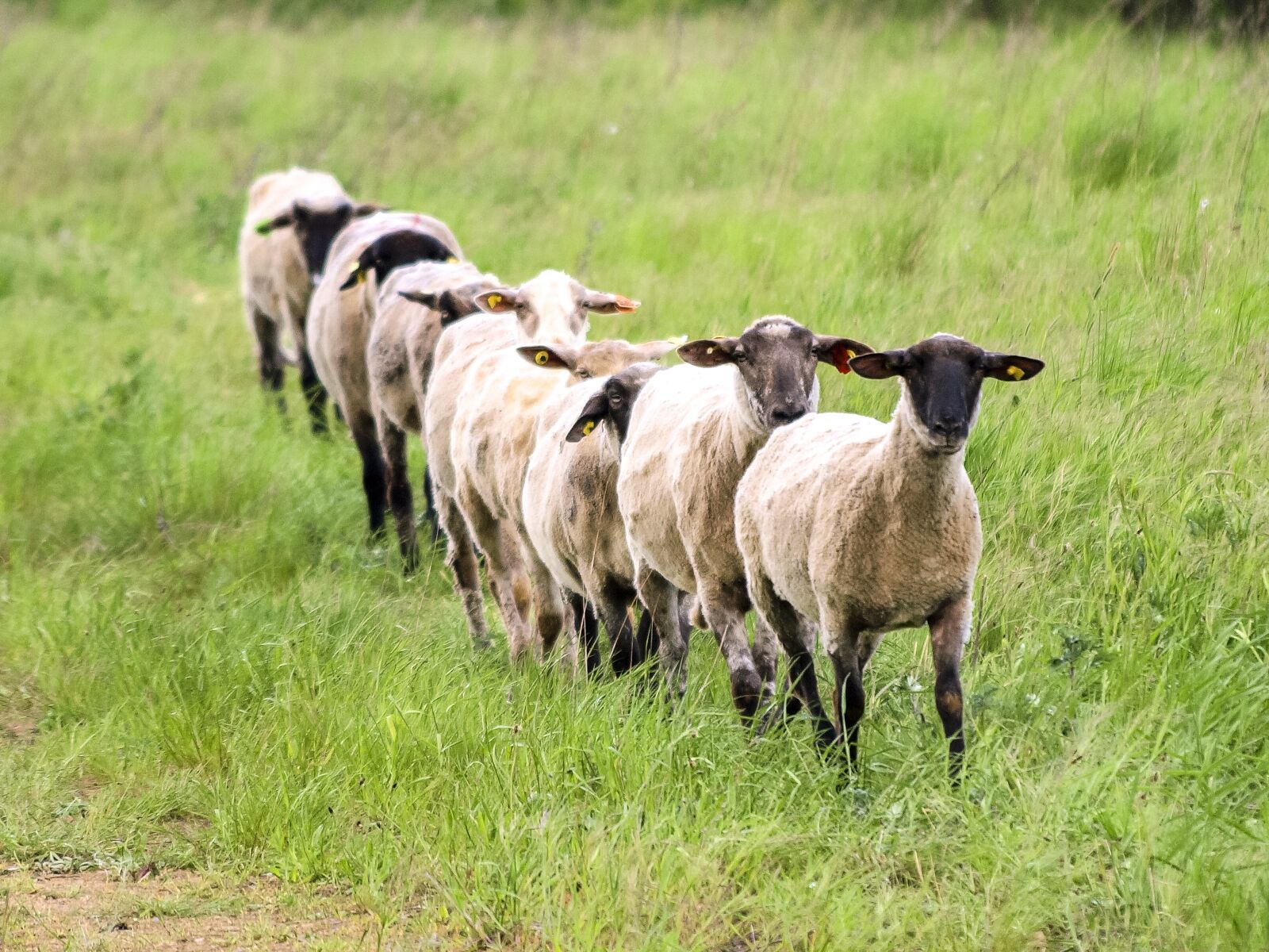 Olympus E-3 sample photo. Sheep, livestock, mammal photography