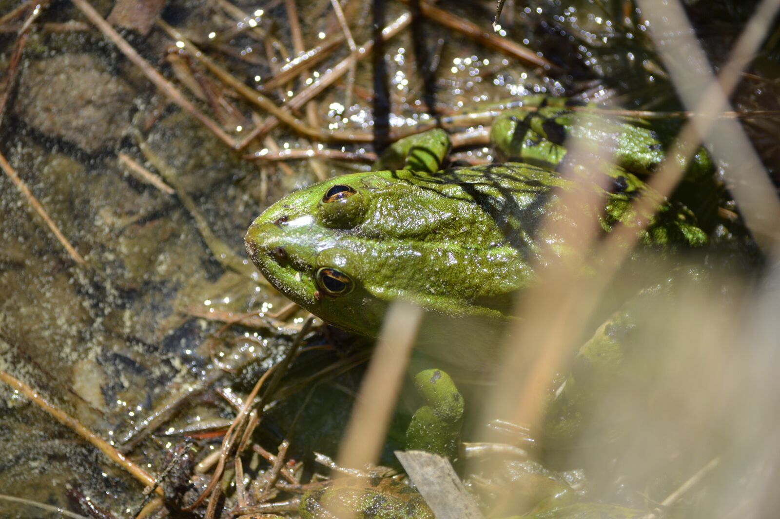 Nikon D3200 sample photo. Frog, insect, green photography
