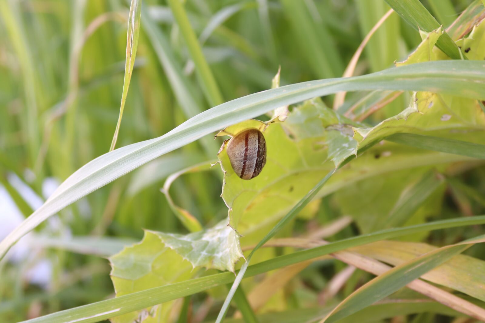 Canon EOS 200D (EOS Rebel SL2 / EOS Kiss X9) sample photo. Snail, green, grass photography