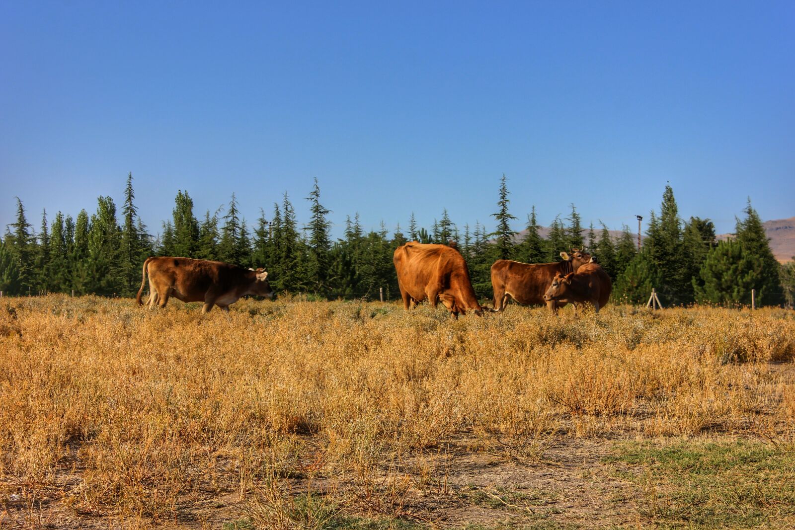 Canon EOS 600D (Rebel EOS T3i / EOS Kiss X5) sample photo. Cow, nature, animal photography