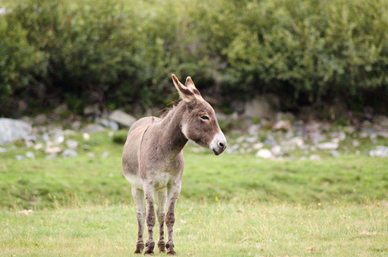 Nikon D40 sample photo. Donkey, meadow, rush photography