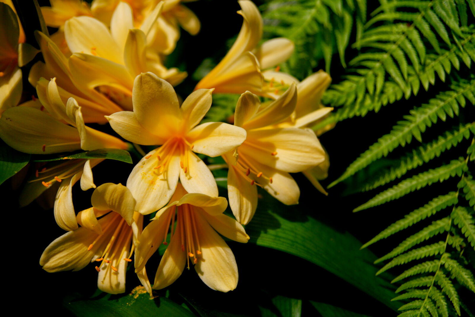 Canon EOS 400D (EOS Digital Rebel XTi / EOS Kiss Digital X) sample photo. Flower, green, plant, rainforest photography