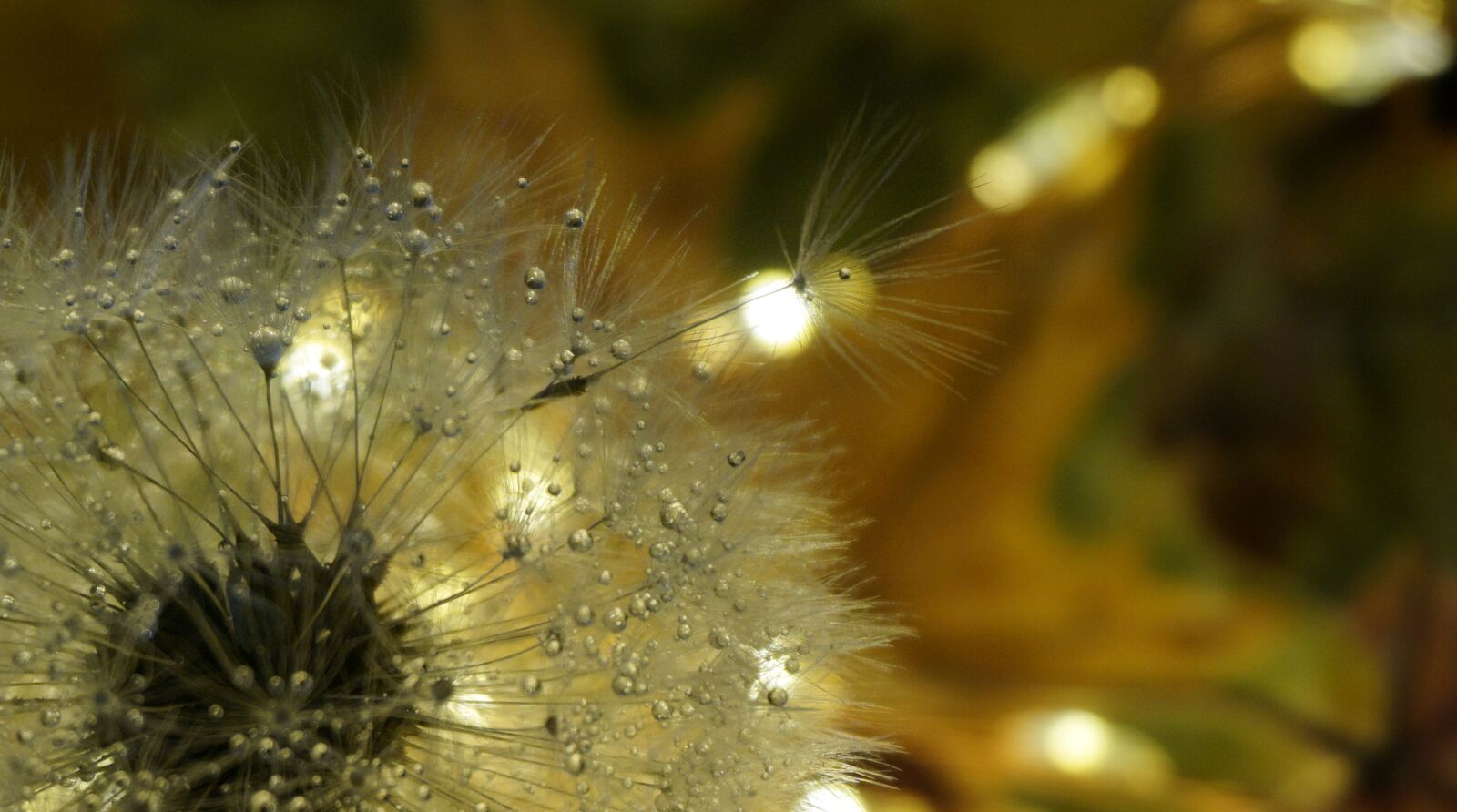 Sony a6000 sample photo. Dandelion, nature, screen photography